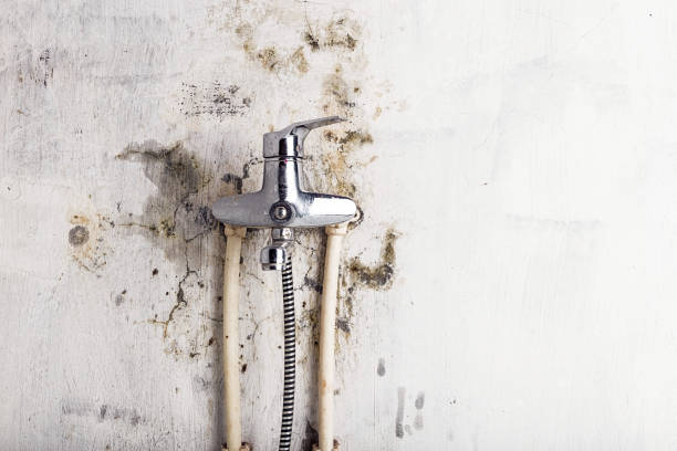 Best Preventive Mold Services in Auburn, IL