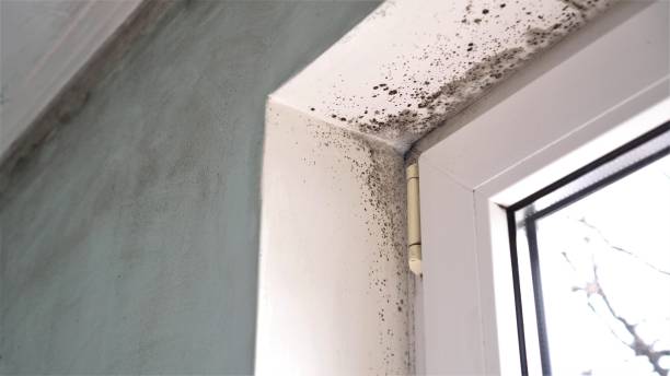 Trusted Auburn, IL Mold Remediation Experts