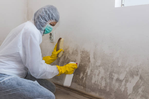 Best DIY Mold Remediation Support Services in Auburn, IL