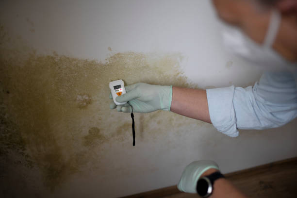 Best White Mold Remediation in Auburn, IL