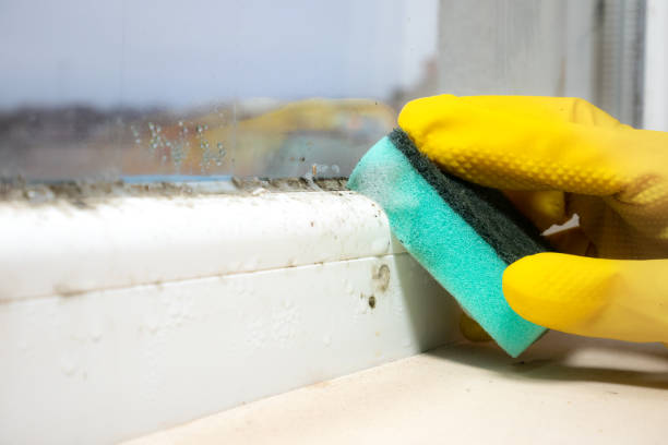 Best Kitchen Mold Remediation in Auburn, IL