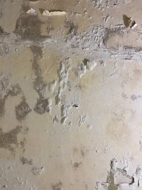 Best Black Mold Remediation in Auburn, IL