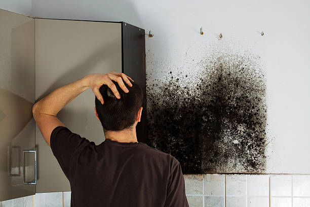 Best Residential Mold Remediation in Auburn, IL