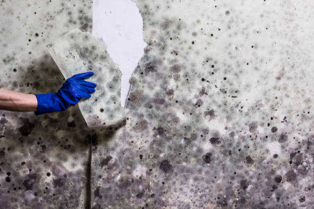 Best Post-Flood Mold Remediation in Auburn, IL