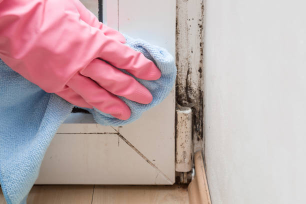Best Emergency Mold Remediation in Auburn, IL