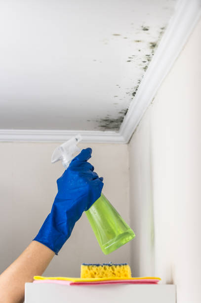 Best Health and Safety Mold Remediation in Auburn, IL